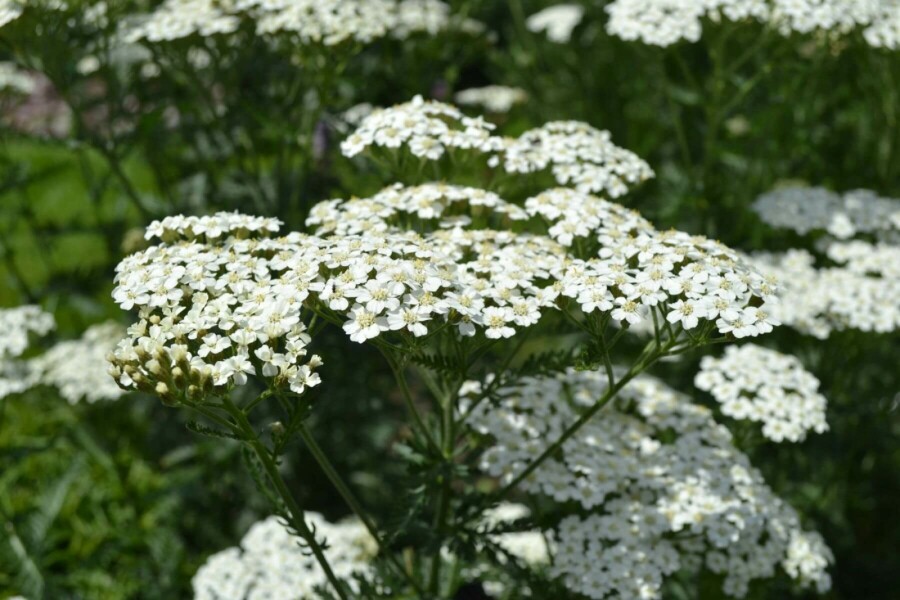 Schafgarbe Achillea millefolium 'Schneetaler' 5-10 Topf 9x9 cm (P9) Achillea millefolium 'Schneetaler'