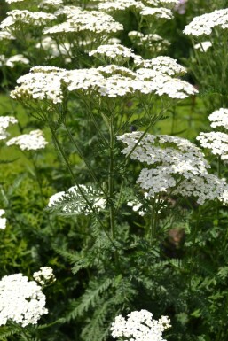 Schafgarbe Achillea millefolium 'Schneetaler' 5-10 Topf 9x9 cm (P9) Achillea millefolium 'Schneetaler'