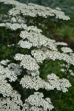 Schafgarbe Achillea millefolium 'Schneetaler' 5-10 Topf 9x9 cm (P9) Achillea millefolium 'Schneetaler'