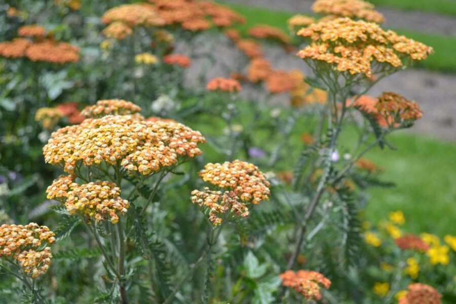 Schafgarbe Achillea millefolium 'Terracotta' 10-15 Topf 2 ltr. (C2) Achillea millefolium 'Terracotta'