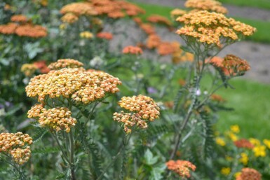 Schafgarbe Achillea millefolium 'Terracotta' 10-15 Topf 2 ltr. (C2) Achillea millefolium 'Terracotta'