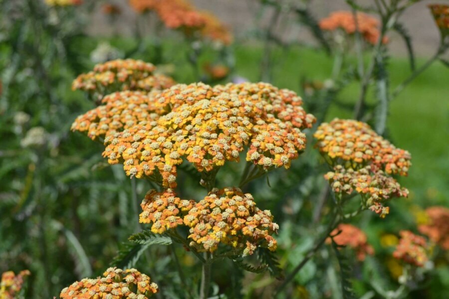 Schafgarbe Achillea millefolium 'Terracotta' 10-15 Topf 2 ltr. (C2) Achillea millefolium 'Terracotta'