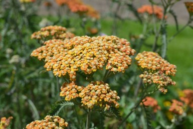 Schafgarbe Achillea millefolium 'Terracotta' 5-10 Topf 9x9 cm (P9) Achillea millefolium 'Terracotta'