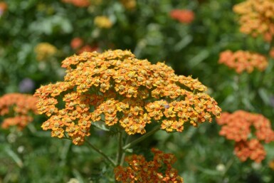 Schafgarbe Achillea millefolium 'Terracotta' 5-10 Topf 9x9 cm (P9) Achillea millefolium 'Terracotta'