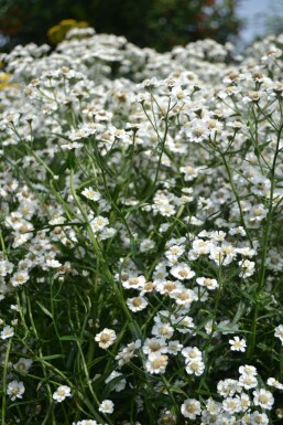 Bertramsgarbe Achillea ptarmica 'The Pearl' 5-10 Topf 9x9 cm (P9) Achillea ptarmica 'The Pearl'