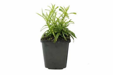 Bertramsgarbe Achillea ptarmica 'The Pearl' 5-10 Topf 9x9 cm (P9) Achillea ptarmica 'The Pearl'