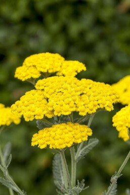 Goldgelbe Teppich-Garbe Achillea tomentosa 5-10 Topf 9x9 cm (P9)