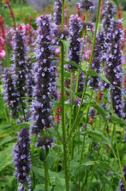 Garten-Duftnessel Agastache 'Black Adder' 5-10 Topf 9x9 cm (P9)