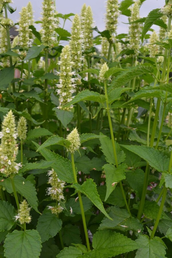 Weißblühende Duftnessel Agastache rugosa 'Alabaster' 5-10 Topf 9x9 cm (P9) Agastache rugosa 'Alabaster'