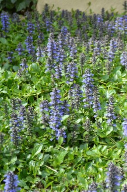 Ajuga reptans