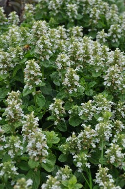 Weißblühender Kriechender Günsel Ajuga reptans 'Alba' 5-10 Topf 9x9 cm (P9) Ajuga reptans 'Alba'
