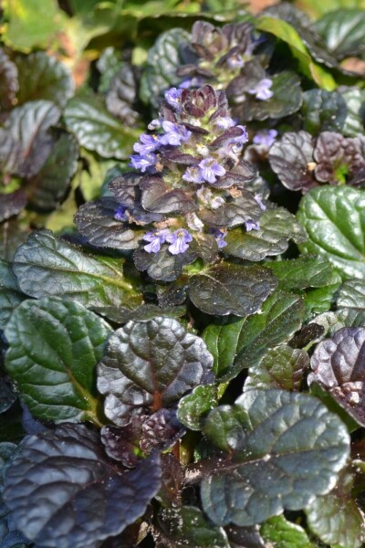 Rottblättriger Garten Günsel Ajuga reptans 'Black Scallop' 5-10 Topf 9x9 cm (P9) Ajuga reptans 'Black Scallop'