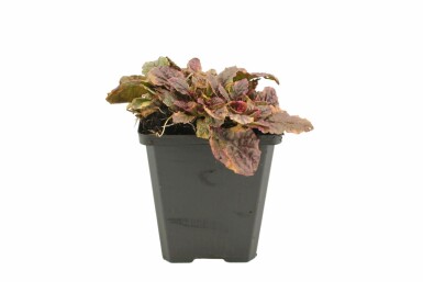 Mehrfarbiger Garten-Günsel Ajuga reptans 'Burgundy Glow' 5-10 Topf 9x9 cm (P9) Ajuga reptans 'Burgundy Glow'