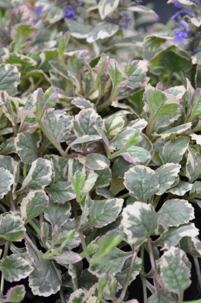 Mehrfarbiger Garten-Günsel Ajuga reptans 'Burgundy Glow' 5-10 Topf 9x9 cm (P9) Ajuga reptans 'Burgundy Glow'