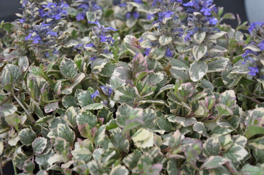 Mehrfarbiger Garten-Günsel Ajuga reptans 'Burgundy Glow' 5-10 Topf 9x9 cm (P9) Ajuga reptans 'Burgundy Glow'