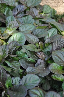 Kriechender Purpur-Günsel Ajuga reptans 'Catlin's Giant' 5-10 Topf 9x9 cm (P9) Ajuga reptans 'Catlin's Giant'