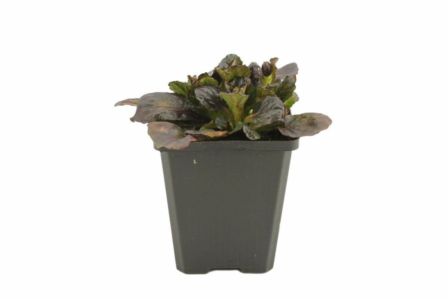 Kriechender Purpur-Günsel Ajuga reptans 'Catlin's Giant' 5-10 Topf 9x9 cm (P9) Ajuga reptans 'Catlin's Giant'