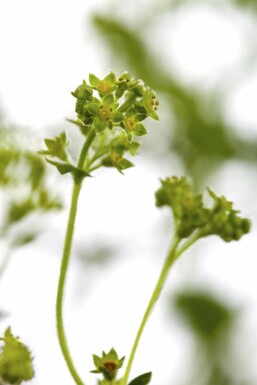 Rotstieliger Frauenmantel Alchemilla erythropoda 5-10 Topf 9x9 cm (P9)