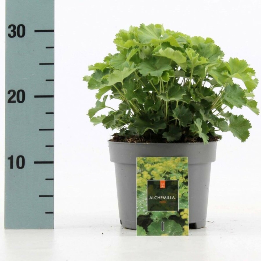 Großblättriger Frauenmantel Alchemilla mollis 10-15 Topf 2 ltr. (C2) Alchemilla mollis