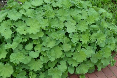 Großblättriger Frauenmantel Alchemilla mollis 10-15 Topf 2 ltr. (C2) Alchemilla mollis