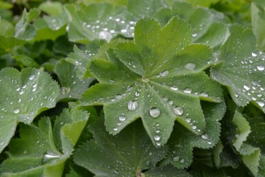 Großblättriger Frauenmantel Alchemilla mollis 5-10 Topf 9x9 cm (P9)