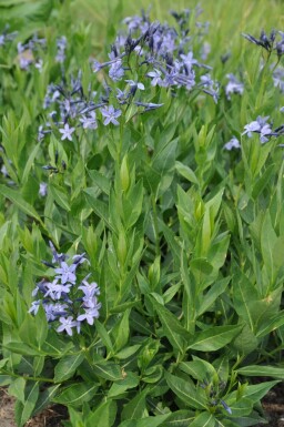 Blausternbusch Amsonia 'Blue Ice' 5-10 Topf 9x9 cm (P9)