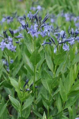 Blausternbusch Amsonia 'Blue Ice' 5-10 Topf 9x9 cm (P9)