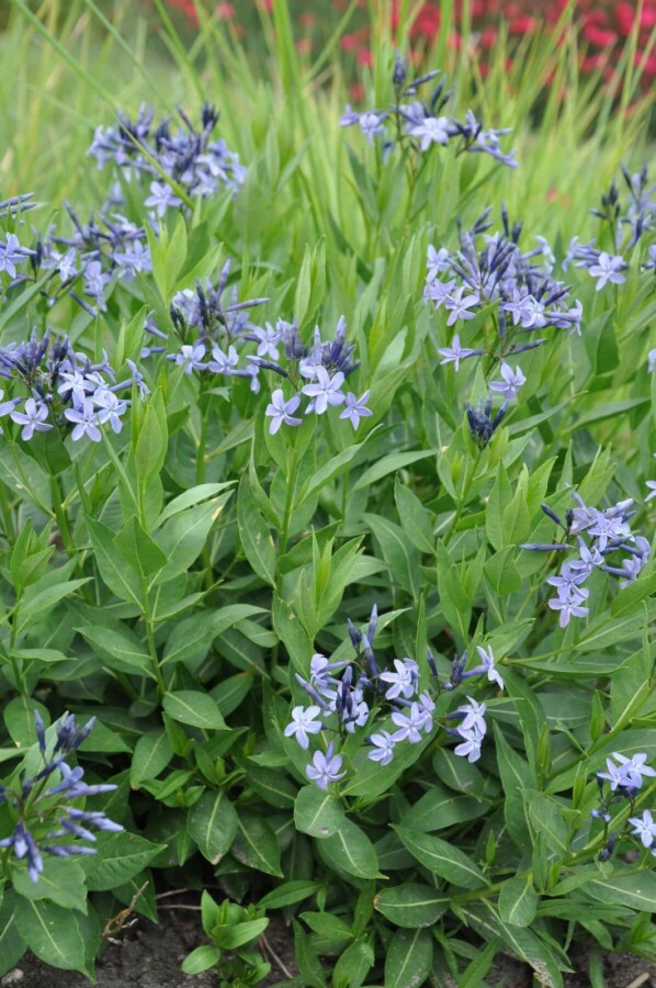 Blausternbusch Amsonia 'Blue Ice' 5-10 Topf 9x9 cm (P9) Amsonia 'Blue Ice'
