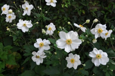 Herbst-Anemone Anemone hybrida 'Honorine Jobert' 5-10 Topf 9x9 cm (P9) Anemone hybrida 'Honorine Jobert'