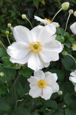 Herbst-Anemone Anemone hybrida 'Honorine Jobert' 5-10 Topf 9x9 cm (P9)