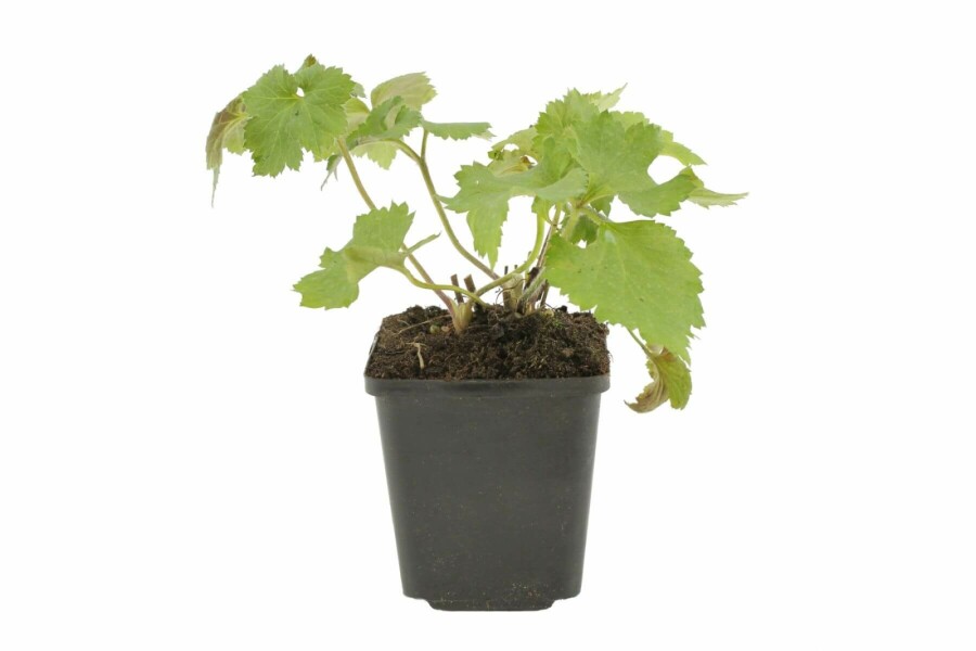 Japana Herbst-Anemone Anemone hybrida 'Königin Charlotte' 5-10 Topf 9x9 cm (P9) Anemone hybrida 'Königin Charlotte'