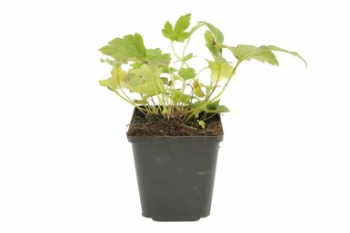 Herbst-Anemone Anemone hybrida 'Pamina' 5-10 Topf 9x9 cm (P9) Anemone hybrida 'Pamina'