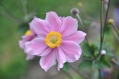 Herbst-Anemone Anemone hybrida 'Serenade' 5-10 Topf 9x9 cm (P9) Anemone hybrida 'Serenade'
