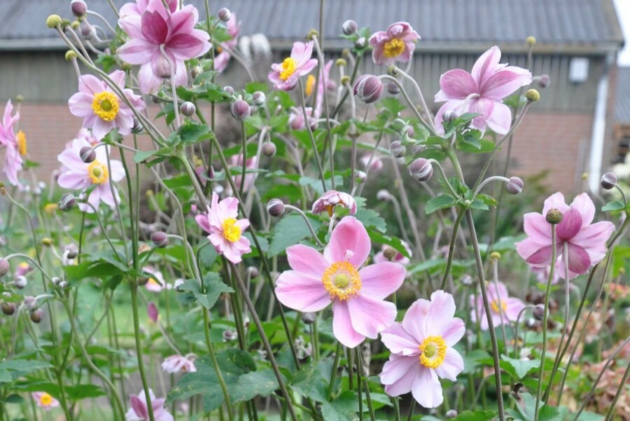 Herbst-Anemone Anemone hybrida 'Serenade' 5-10 Topf 9x9 cm (P9) Anemone hybrida 'Serenade'