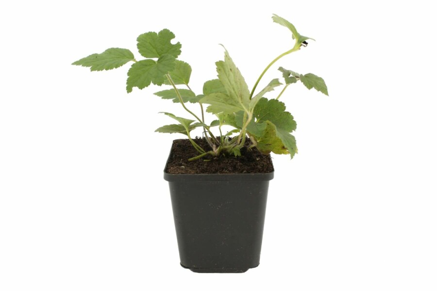 Herbst-Anemone Anemone hybrida 'Serenade' 5-10 Topf 9x9 cm (P9) Anemone hybrida 'Serenade'