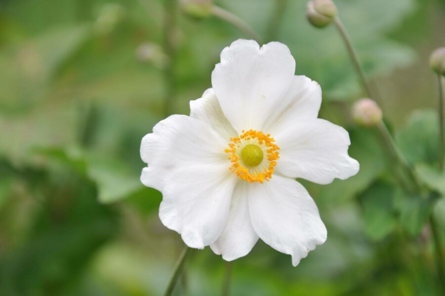 Herbst-Anemone Anemone hybrida 'Whirlwind' 5-10 Topf 9x9 cm (P9) Anemone hybrida 'Whirlwind'