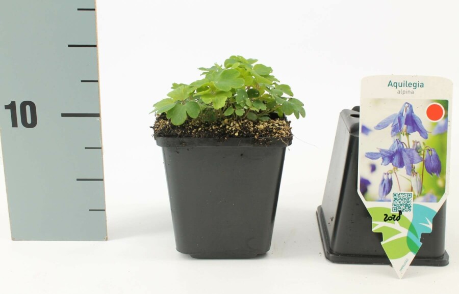 Alpen-Akelei Aquilegia alpina 5-10 Topf 9x9 cm (P9) Aquilegia alpina