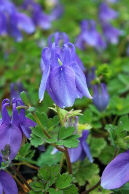 Garten-Fächer-Akelei Aquilegia flabellata 'Ministar' 5-10 Topf 9x9 cm (P9)