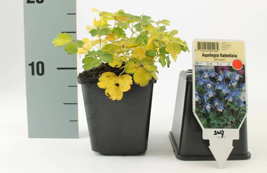 Garten-Fächer-Akelei Aquilegia flabellata 'Ministar' 5-10 Topf 9x9 cm (P9) Aquilegia flabellata 'Ministar'