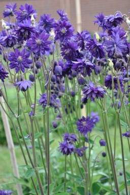 Gefüllte Akelei Aquilegia vulgaris 'Black Barlow' 5-10 Topf 9x9 cm (P9) Aquilegia vulgaris 'Black Barlow'