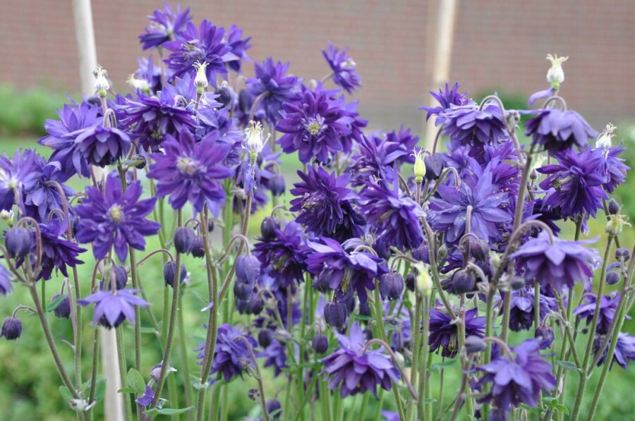 Gefüllte Akelei Aquilegia vulgaris 'Black Barlow' 5-10 Topf 9x9 cm (P9) Aquilegia vulgaris 'Black Barlow'