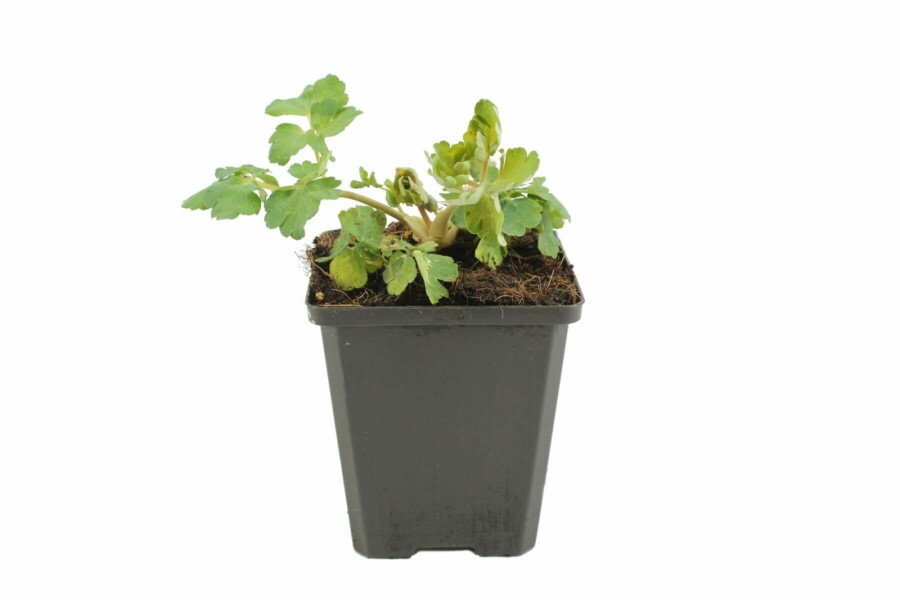 Gefüllte Akelei Aquilegia vulgaris 'Black Barlow' 5-10 Topf 9x9 cm (P9) Aquilegia vulgaris 'Black Barlow'