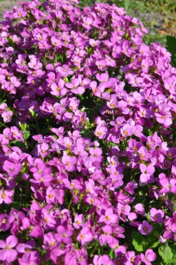 Kaukasus-Gänsekresse Arabis caucasica 'Pinkie' 5-10 Topf 9x9 cm (P9) Arabis caucasica 'Pinkie'