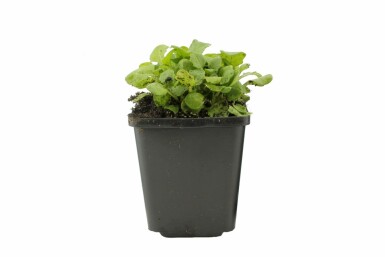 Kaukasus-Gänsekresse Arabis caucasica 'Pinkie' 5-10 Topf 9x9 cm (P9) Arabis caucasica 'Pinkie'