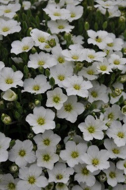 Berg-Sandkraut Arenaria montana 5-10 Topf 9x9 cm (P9) Arenaria montana