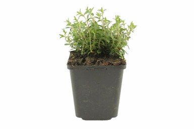 Berg-Sandkraut Arenaria montana 5-10 Topf 9x9 cm (P9) Arenaria montana