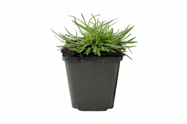 Weiße Grasnelke Armeria maritima 'Alba' 5-10 Topf 9x9 cm (P9) Armeria maritima 'Alba'