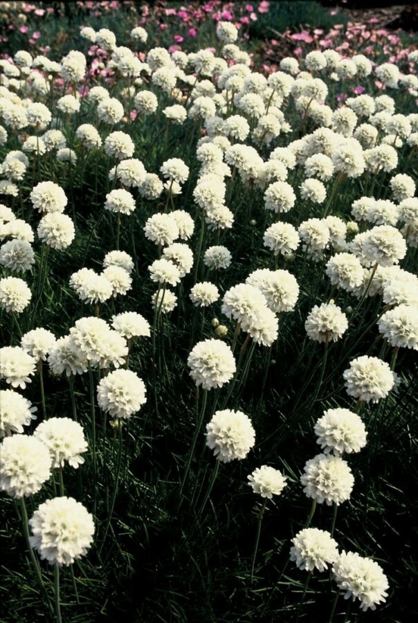 Weiße Grasnelke Armeria maritima 'Alba' 5-10 Topf 9x9 cm (P9) Armeria maritima 'Alba'