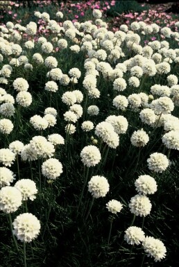 Weiße Grasnelke Armeria maritima 'Alba' 5-10 Topf 9x9 cm (P9) Armeria maritima 'Alba'