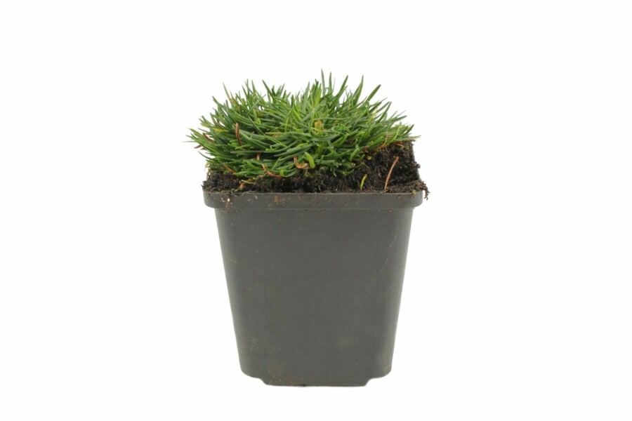 Grasnelke Armeria maritima 'Splendens Perfecta' 5-10 Topf 9x9 cm (P9) Armeria maritima 'Splendens Perfecta'